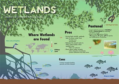 Wetlands Infographic On Behance Wetland Biome Wetland Park Science