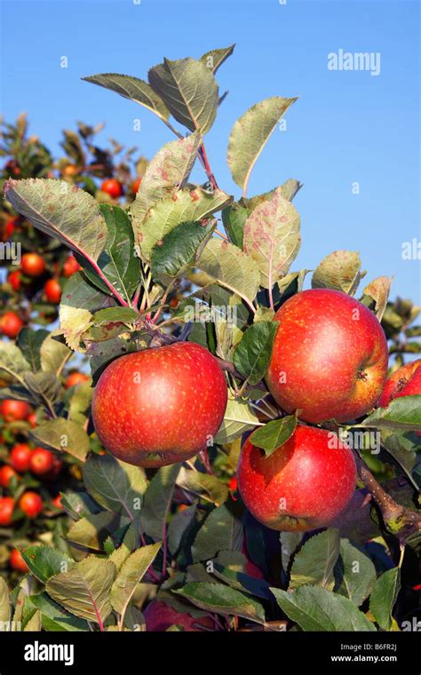 Red Apples Malus X Domestica Apple Tree In An Orchard Altes Land