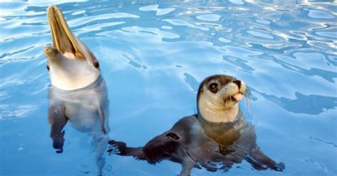 Cute Pictures Baby Dolphin And Seal Are Unlikely Bffs Ny Daily News