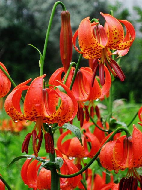 Michigan Lily Lilium Michiganense Accent On Natural Landscaping