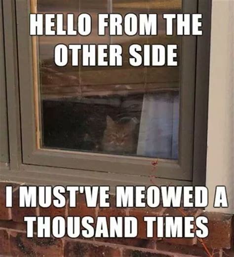 33 Funny Cat Memes That Never Fail To Make Us Lol Funniest Cat Memes