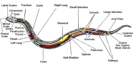 Snake Anatomy And Physiology Bugs In The News