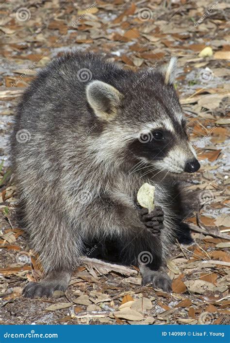 Raccoon Eating Potato Chip Stock Image Image Of Campers 140989