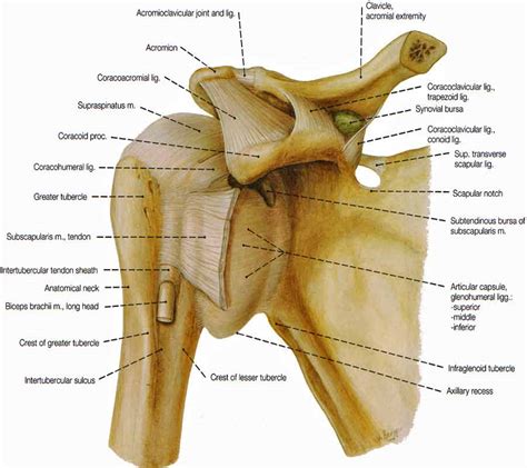 Shoulder Muscles Diagram Labeled Shoulder Joint