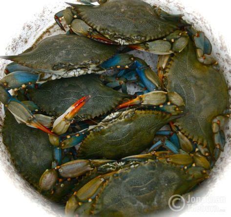 Check spelling or type a new query. Blue Crabs in Myrtle Beach, South Carolina, Seafood, Restaurant Wall Art,Seafood Restaurant ...