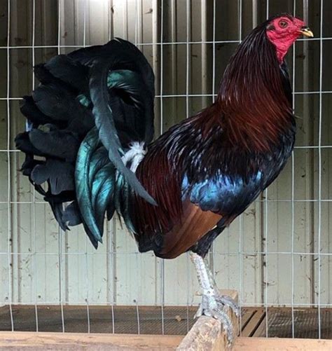 Leiper Game Fowl Chicken Breeds Fighting Rooster