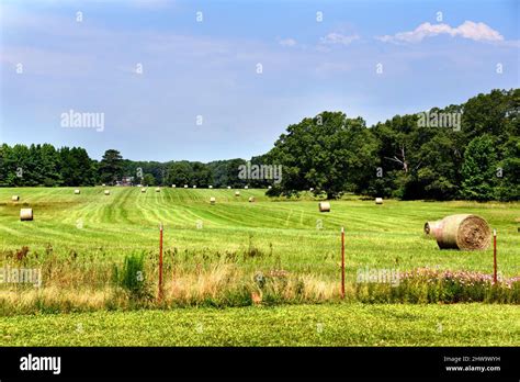 Arkansas farmland has harvested round hay bales laying in field ready