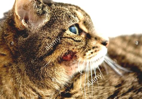 Cancer In Cats Cat Skin Tumor