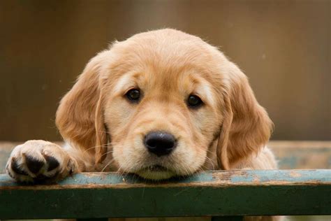 5 Things You Should Know Before Getting A Golden Retriever