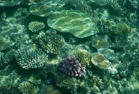 Importancia De Los Corales Y Arrecifes Para El Planeta