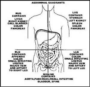 Quadrants are a complicated system of four types of romance. The 4 Abdominal Quadrants: Regions & Organs - Biology ...