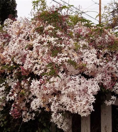 40pcs Rare Climbing Plants Jasmine Bonsai Amazing Smell And Beautiful