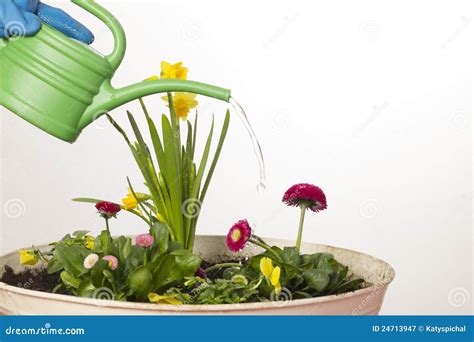 Watering Flowers Stock Image Image Of Springtime Balcony 24713947