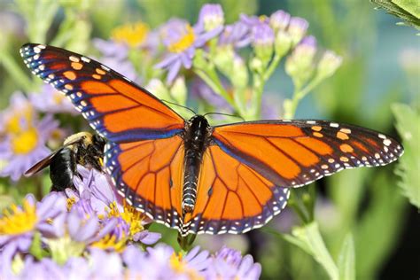Le Farfalle Sono Gli Insetti Forse Più Ammirati Hanno Colori Vivaci E