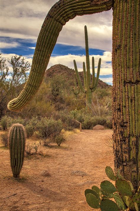 Cactus Forest In Saguaro National Park Anne Mckinnell Photography