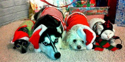First you need to be absolutely sure this puppy friend can depend on you, (or your loved one) for all their life. 50 Pets In Christmas Costumes That Will Get You In The Holiday Spirit | HuffPost