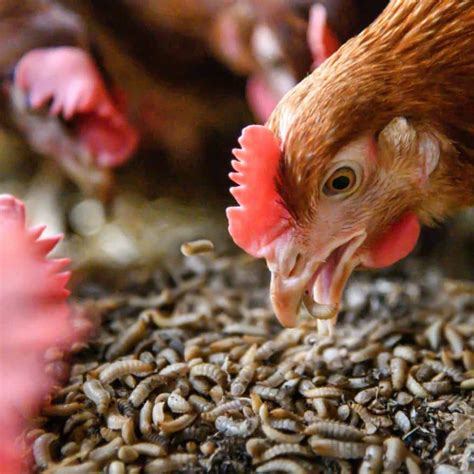 5 Reasons To Feed Your Chicken Mealworms