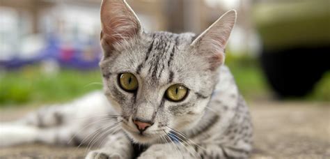 Gato Cinza Conheça 10 Raças Suas Características E O Preço Guia Animal