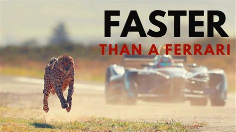 The 10 Fastest Land Animal In The World