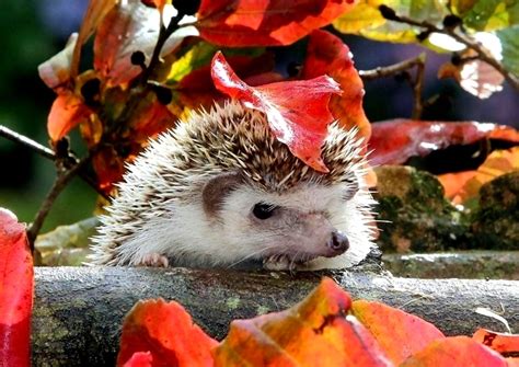 Animal Hedgehog Hd Wallpaper