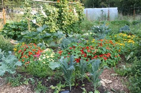 How To Create Beautiful Edible Landscaping