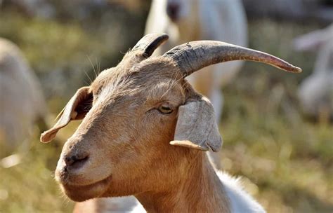 Goat Farming Insurance In India Companies Policies And Premiums