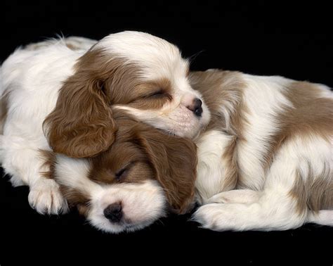 Cavalier King Charles Spaniel Puppies Jim Zuckerman Photography
