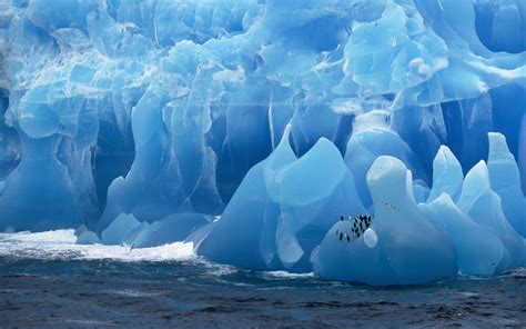 Antarctica Iceberg Birds Penguins Sea Wallpapers Hd Desktop And