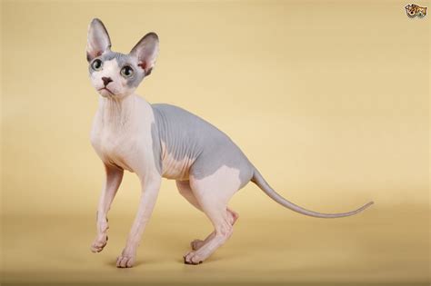 Sphynx Cat Breed Information Buying Advice Photos And Facts Pets4homes