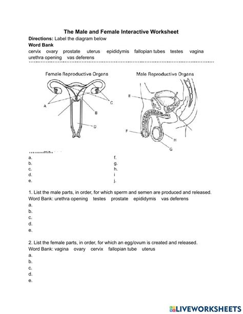 The Male And Female Reproductive Systems Worksheet In 2022 Female