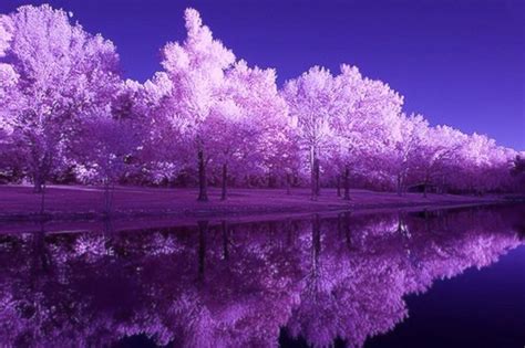 Purple Nature Wallpaper Purple Color 2217497 Hd Wallpaper