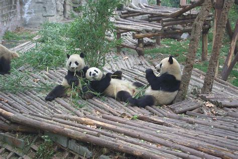 Pandas Eating Pentax User Photo Gallery