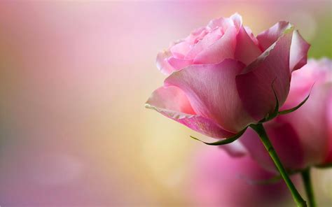 Beautiful Pink Rose Hd Wallpaper 012