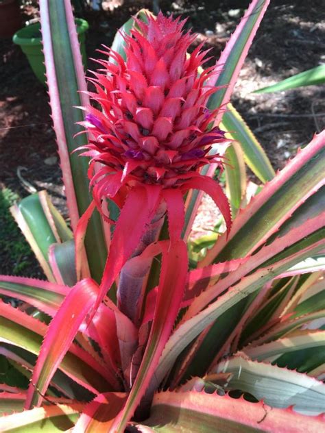 Ornamental Pineapples In Fruit Tropical Looking Plants Other Than