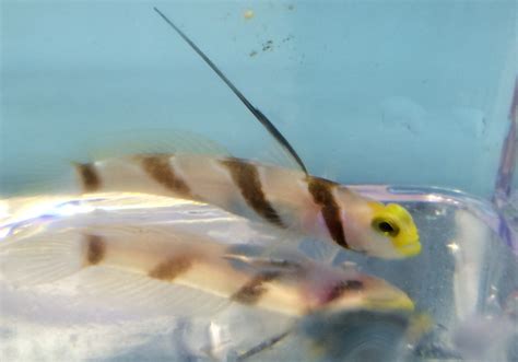Goby Hifin Banded Goby