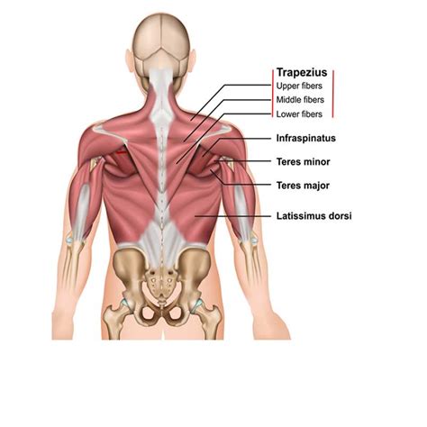 Chest Shoulder Upper Back Anatomy The Wellness Digest