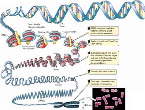Dna Genetics And Evolution