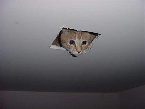 No Text Ceiling Cat Know Your Meme