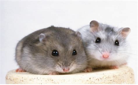 Hamsters Cuidados Alimentación Y Atención Veterinaria Hámsters Mi