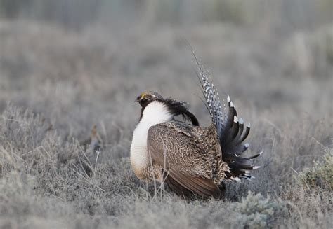 Efforts To Protect Gunnison Sage Grouse Continue Across Counties Kvnf