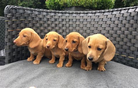 Dachshunds or weiner dogs are known for their playful, lively, and courageous nature. Dachshund Puppies For Sale | Louisville, KY #230875