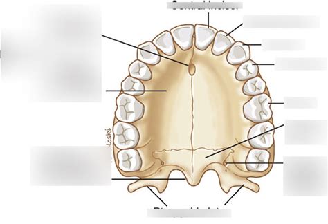 Bones And Landmarks Of The Hard Palate Diagram Quizlet