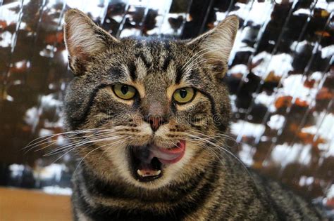 Funny Cat With Tongue Out Stock Image Image Of Cats 135053621
