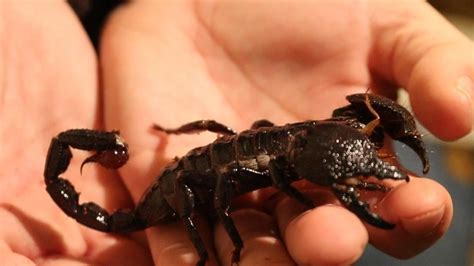 Video The Giant Emperor Scorpion Outdoors