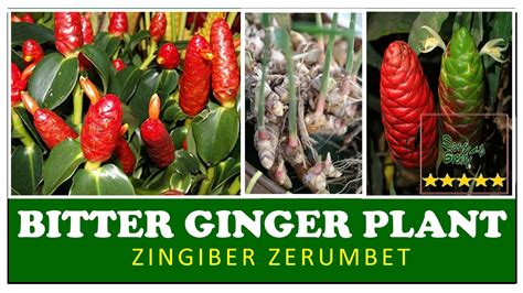 Zingiber Zerumbet Bitter Ginger Plant Amazing Herbal Plants In Sri