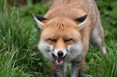 Will A Fox Attack And Eat A Dog Ultimate Guide All Things Foxes