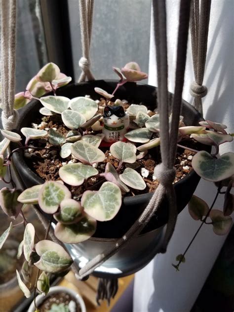 Ceropegia Woodii Variegata Variegated String Of Hearts Succulents