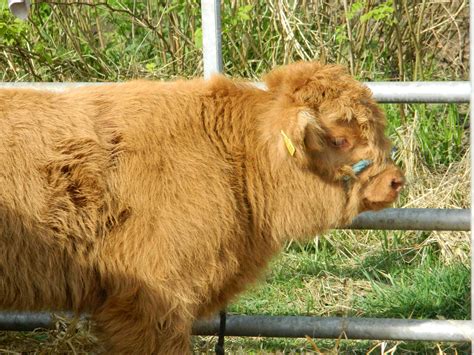 Highland Cattle Free Stock Photo Public Domain Pictures