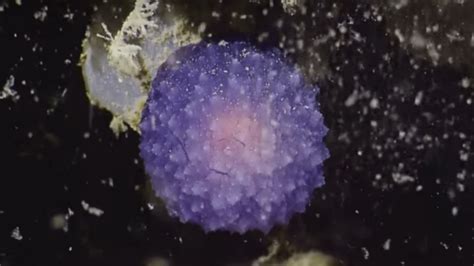 Scientists Have Found A Weird Purple Orb On The California Seafloor