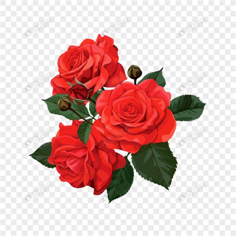 Foto Bunga Mawar Merah Berduri Gambar Bunga